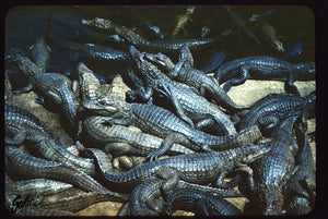 "Gators 1962" - Photo print